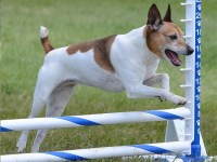 Rat Terrier thumbnail